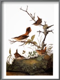 Audubon: Wren