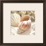 Coral Shell II