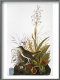 Audubon: Thrush