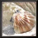 Coral Shell III