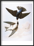Audubon: Swallows  1827-38