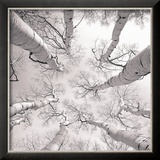 Silver Birch