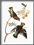 Audubon: Waxwing