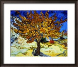 Mulberry Tree  c1889