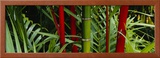 Bamboo Trees  Hawaii  USA