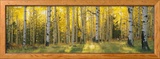 Aspen Trees in Coconino National Forest  Arizona  USA