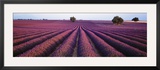Lavender Field  Fragrant Flowers  Valensole  Provence  France