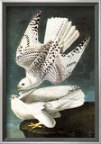 White Gyrfalcon