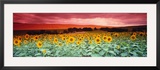 Sunflowers  Corbada  Spain