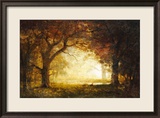 Forest Sunrise