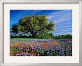 Live Oak  Paintbrush  and Bluebonnets in Texas Hill Country  USA