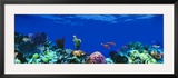 Underwater  Caribbean Sea