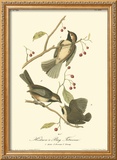 Hudson's Bay Titmouse