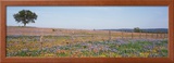 Texas Bluebonnets and Indian Paintbrushes in a Field  Texas Hill Country  Texas  USA