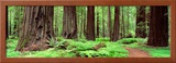 Trail  Avenue of the Giants  Founders Grove  California  USA