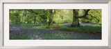 Bluebells in a Forest  Thorp Perrow Arboretum  North Yorkshire  England