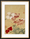Poppies