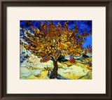 Mulberry Tree  c1889