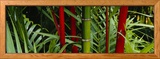 Bamboo Trees  Hawaii  USA