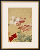 Poppies
