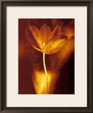 Bronze Tulip I
