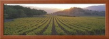 Sunset  Vineyard  Napa Valley  California  USA