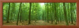Pathway Through Forest  Mastatten  Germany