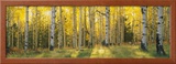 Aspen Trees in Coconino National Forest  Arizona  USA