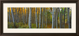 Aspen Grove  Kebler Pass  Colorado  USA