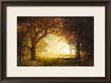Forest Sunrise