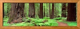 Trail  Avenue of the Giants  Founders Grove  California  USA