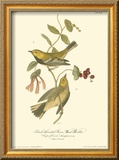 Black-throated Green Wood Warbler