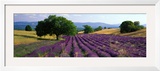 Flowers in Field  Lavender Field  La Drome Provence  France