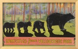 Greetings from Yellowstone National Park  Bears