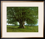 The Oak of Flagey  Called Vercingetorix