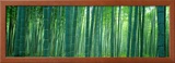 Bamboo Forest  Sagano  Kyoto  Japan