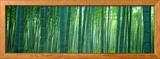 Bamboo Forest  Sagano  Kyoto  Japan