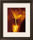 Bronze Tulip I