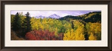 Trees on a Landscape  San Juan Mountains  Colorado  USA