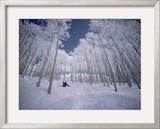 Skiing Through the Trees