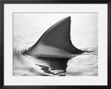 Shark Fin