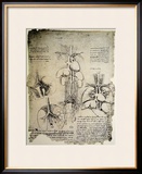 The Heart and the Circulation  Facsimile of the Windsor Book