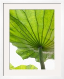 Lotus Leaf Texture