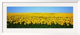Sunflower Field  North Dakota  USA