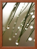 Rain Drops on Pine Branch Needles