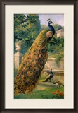 Peacocks in the Park  1886
