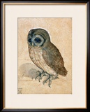 Sreech-Owl  1508