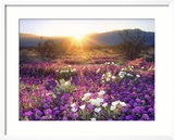 Sand Verbena and Dune Primrose Wildflowers at Sunset  Anza-Borrego Desert State Park  California
