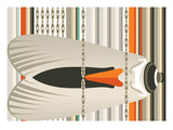 Caught in Flying Stripes