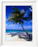 A Palm Tree Bends to the Caribbean Sea on a Key in the San Blas Islands  San Blas  Panama